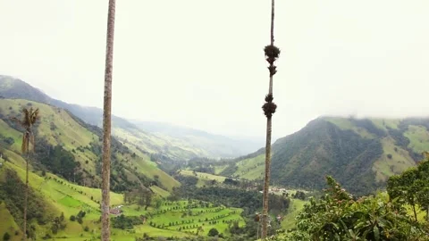Wax Palm Trees tild up in Cocora Valley hills in general shoot Stock Footage 198783890