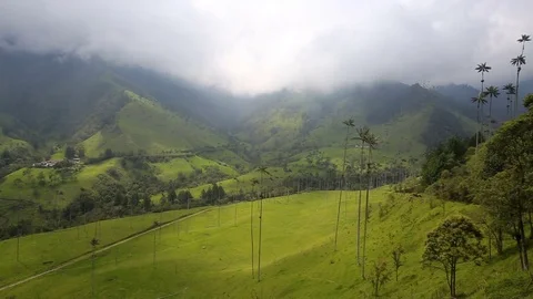 Wax palms in the Cocora Valley Stock Footage 82405925