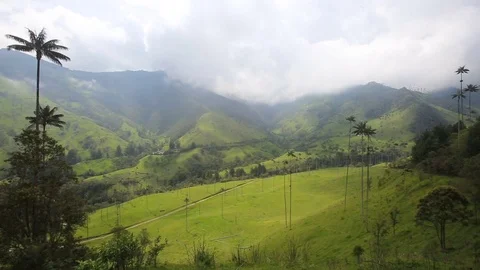 Wax palms sway in the breeze in the Valley of Palms Stock Footage 82405723