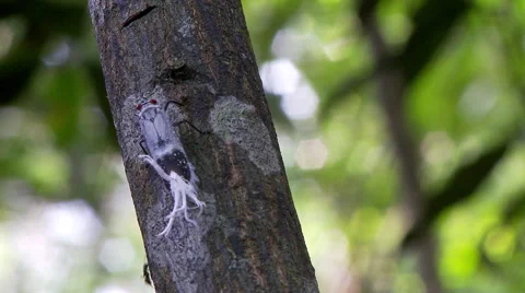 Wax tail hopper Stock Footage 40978940