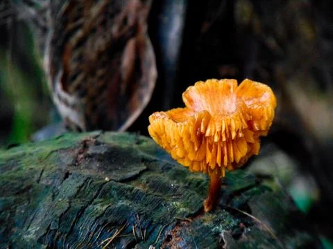 Waxcap Mushroom Stock Photos