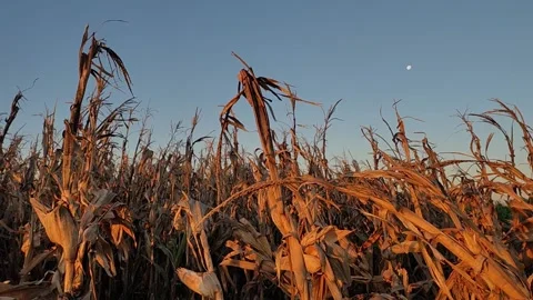 Waxing gibbous moon over corn field Stock Footage 334593841