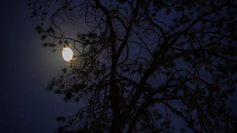 Waxing Moon Rises behind Pine Tree as Sky Darkens Stock Footage 284518770