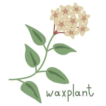 Waxplant vector flower Illustrazione stock