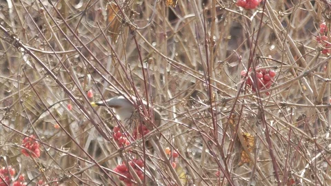 Waxwing-1-4k 库存影片 88280582