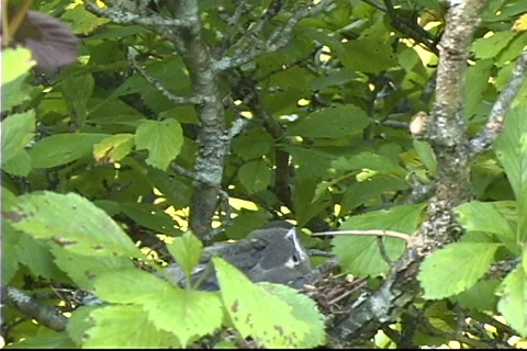 Waxwing 1 Stock Footage 343146