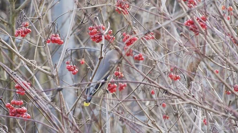Waxwing-2-4k 库存影片 88281773