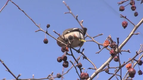 Waxwing on a branch of apple tree. Bombycilla garrulus. Stock Footage 127559412