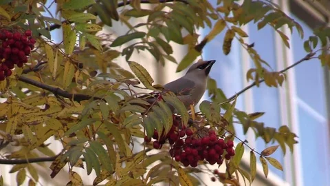 The Waxwing on the branch. Stock-Footage 96212501