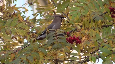 The Waxwing on the branch. 動画素材 96212511