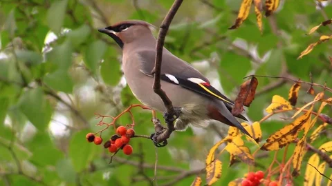 The Waxwing on the branch. Stock-Footage 96251023