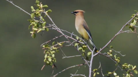 Waxwing, Cedar flies to left off perch, 4k slomo, Stock Footage 281522675