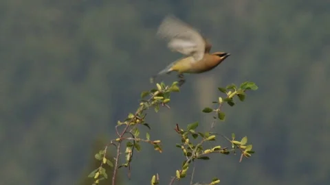Waxwing, Cedar, flys off branch perch to right, slomo 4k Stock Footage 281522631