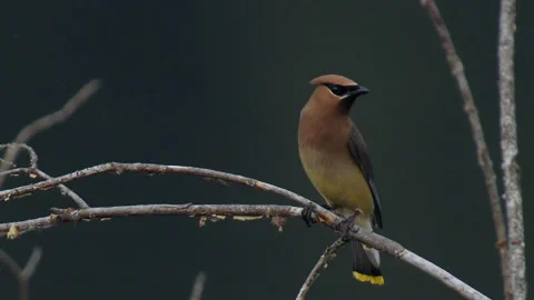 Waxwing, Cedar, looking right from tree limb, adult, 4k Stock Footage 281523369
