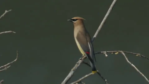 Waxwing, Cedar, peerched on angled branch,  flys off, slomo 4k Stock Footage 281522770