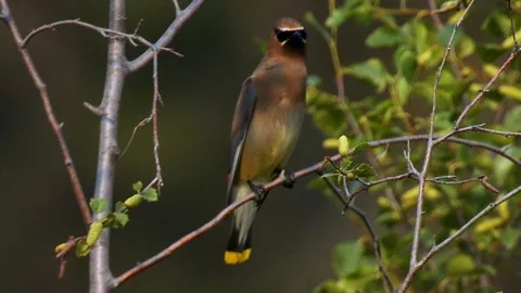 Waxwing, Cedar, perched on branch against green soft background, 4k Stock Footage 281522842