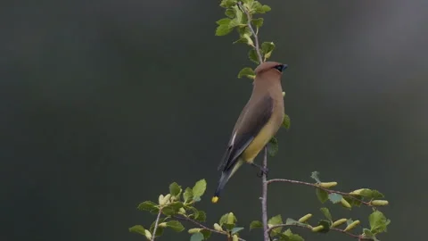 Waxwing, Cedar, perched, facing camera, 4k Stock Footage 281523558