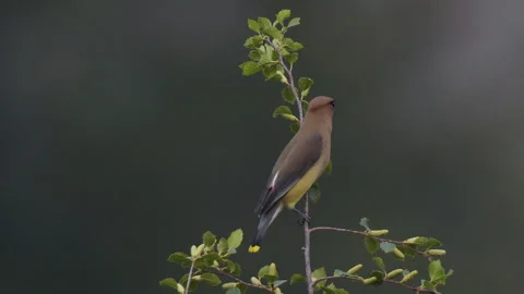 Waxwing, Cedar, perching on alder branch, bokeh, 4k Stock Footage 281523474