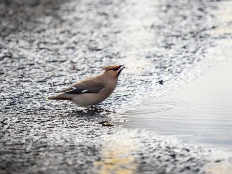 A Waxwing Drinking From a Puddle Stock Photos