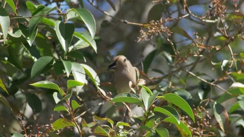 Waxwing eating elderberries Stock Footage 150112080