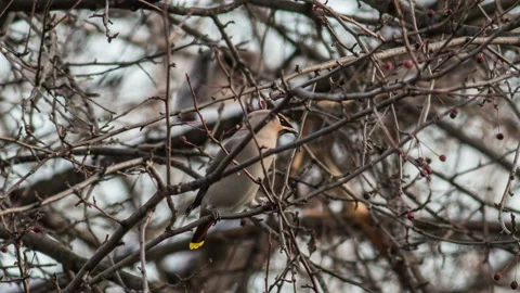 Waxwing Stock Footage 93263110
