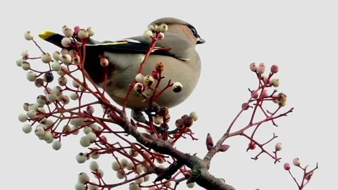 Waxwing Stock Footage