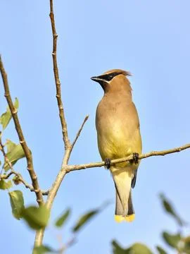 Waxwing perched on a tree branch. Stock Photos