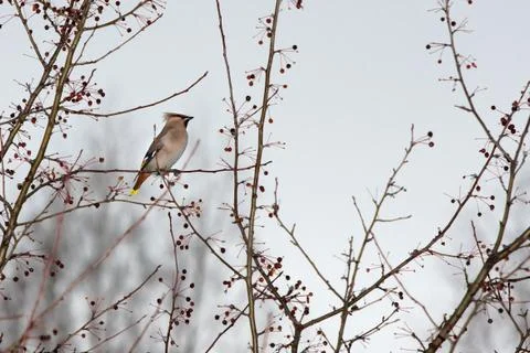 Waxwing Foto stock
