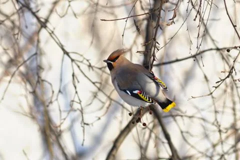Waxwing Foto stock