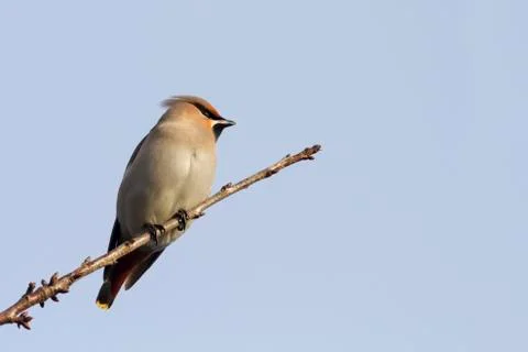 Waxwing Stock Photos