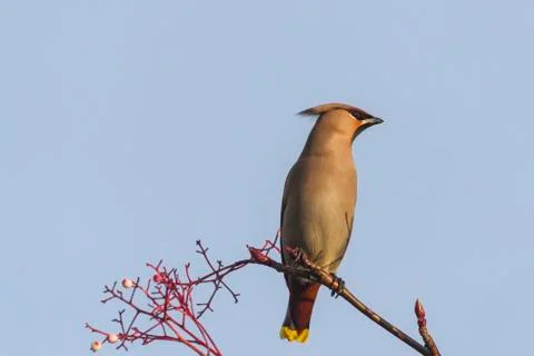 Waxwing Stock Photos