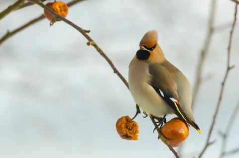 Waxwing Stock Photos