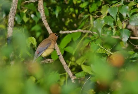 Waxwing 库存照片