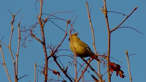 Waxwing is sitting on a branch of an apple tree Stock Footage 75869936