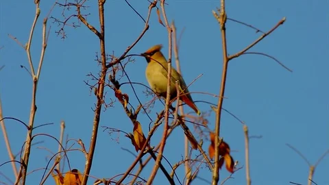 Waxwing is sitting on a branch of an apple tree Stock Footage 75869999
