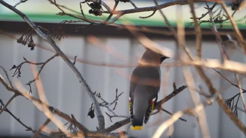 Waxwing is sitting on a tree branch. Stock-Footage 237871891