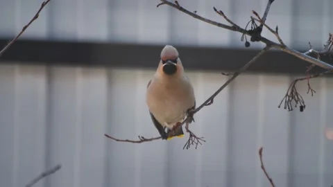 Waxwing is sitting on a tree branch. Stock Footage 237871894