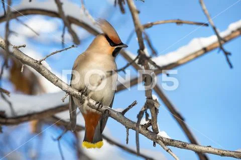 Waxwing at the tree Stock Photos