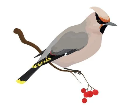 Waxwing vector illustration of bird Illustrazione stock