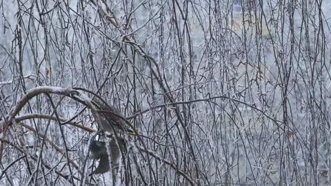 Waxwings on birch branches in winter. 動画素材 259465128
