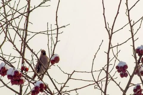 Waxwings on the branches of an apple tree. Stock Photos