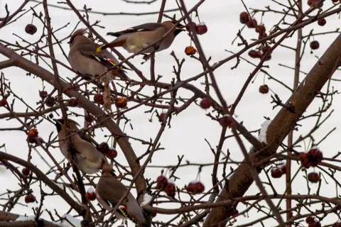 Waxwings on the branches of an apple tree. Stock Photos