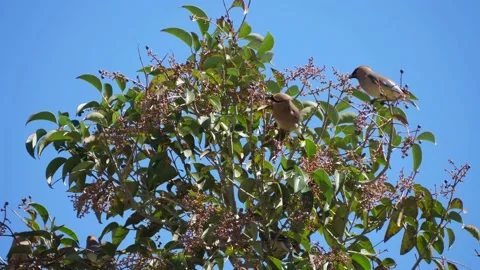 Waxwings in elderberry tree 60p Video stock 150114667