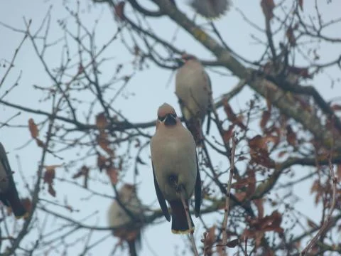 Waxwings Stock Photos