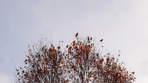 Waxwings1 Stock Footage 140609828