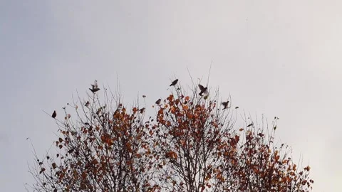 Waxwings2 Stock Footage 140610259