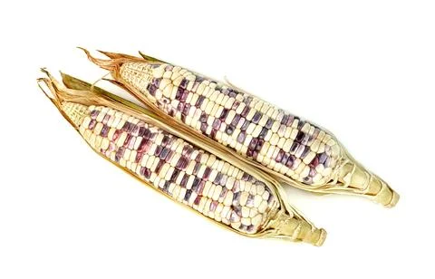 Waxy corn isolated on white background 库存照片
