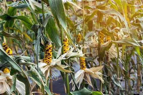 Waxy glass gem corn or organic calico corn in plantation ready for harvest... Stock Photos