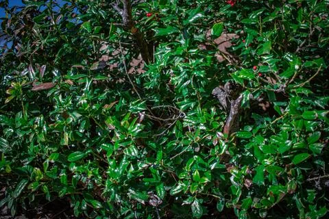 Waxy leaf bush Foto stock