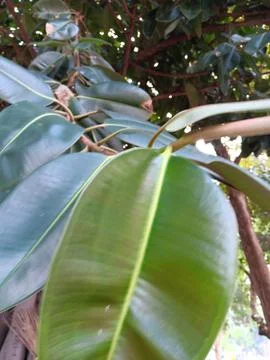 Waxy leaves of rubber tree Stock-Fotos